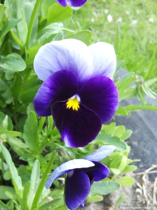 Природа в мае — Красивая природа и цветы: фото пейзажей