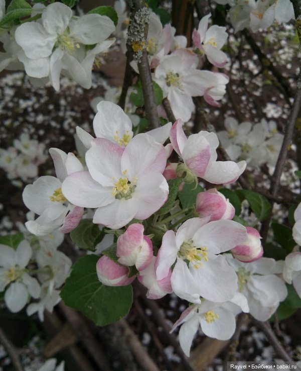 Природа в мае — Красивая природа и цветы: фото пейзажей (фото 6)