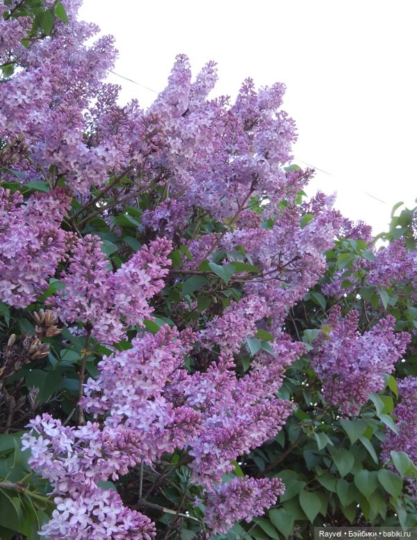 Природа в мае — Красивая природа и цветы: фото пейзажей