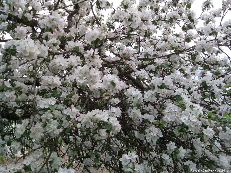 Природа в мае — Красивая природа и цветы: фото пейзажей (фото 2)