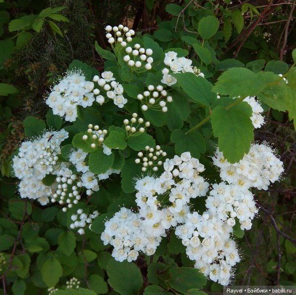 Природа в мае — Красивая природа и цветы: фото пейзажей