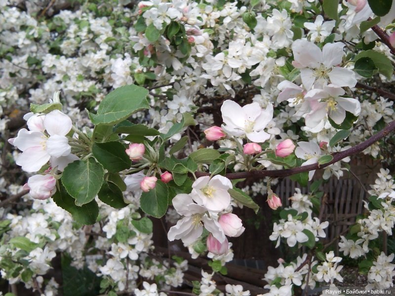 Природа в мае — Красивая природа и цветы: фото пейзажей (фото 7)