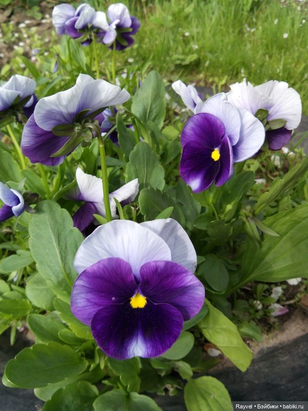 Природа в мае — Красивая природа и цветы: фото пейзажей