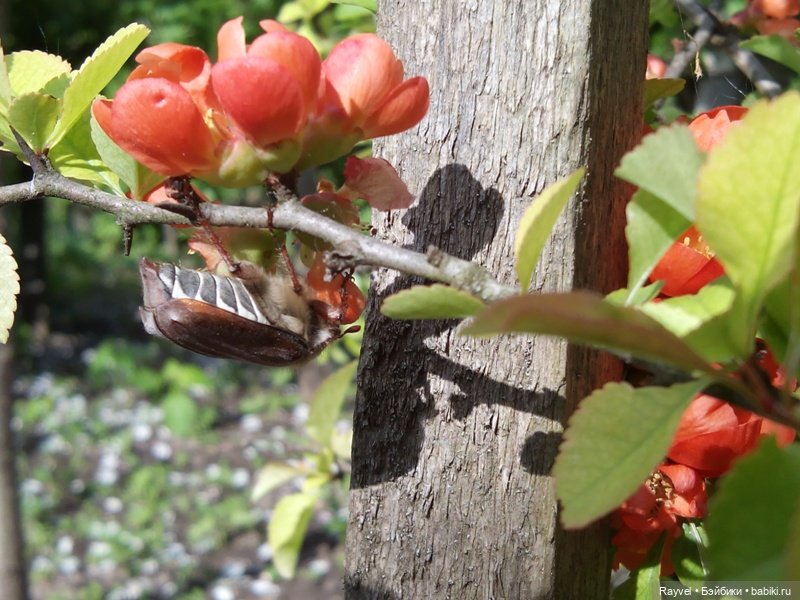 Природа в мае — Красивая природа и цветы: фото пейзажей (фото 10)