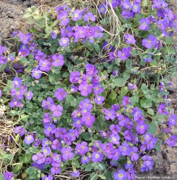 Природа в мае — Красивая природа и цветы: фото пейзажей