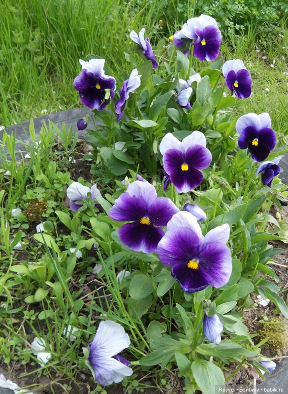 Природа в мае — Красивая природа и цветы: фото пейзажей