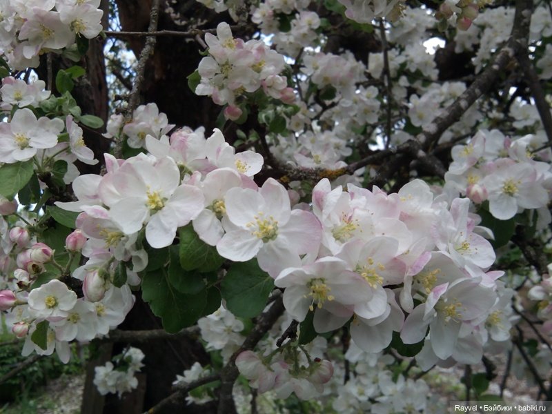 Природа в мае — Красивая природа и цветы: фото пейзажей