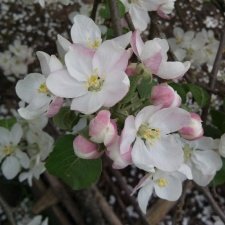 Природа в мае