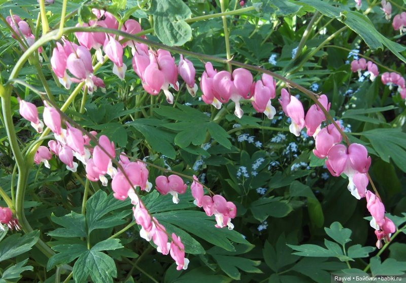 Chabel от FEBER — Винтажные куклы ГДР (Немки): Бигги (фото 3)