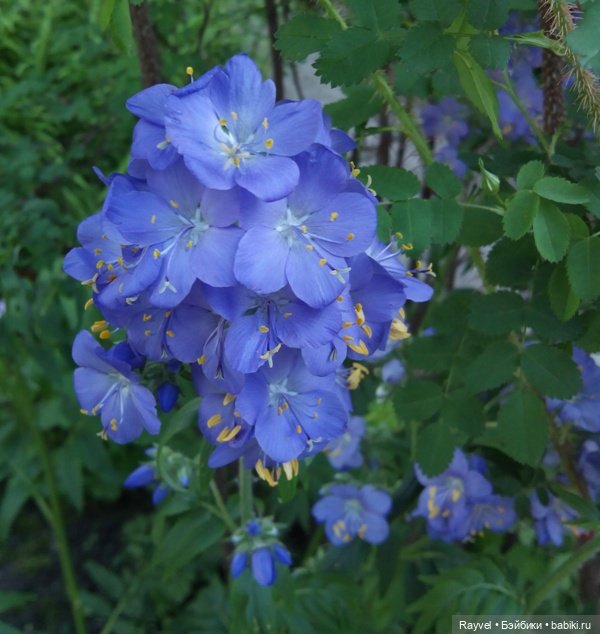 Chabel от FEBER — Винтажные куклы ГДР (Немки): Бигги (фото 7)