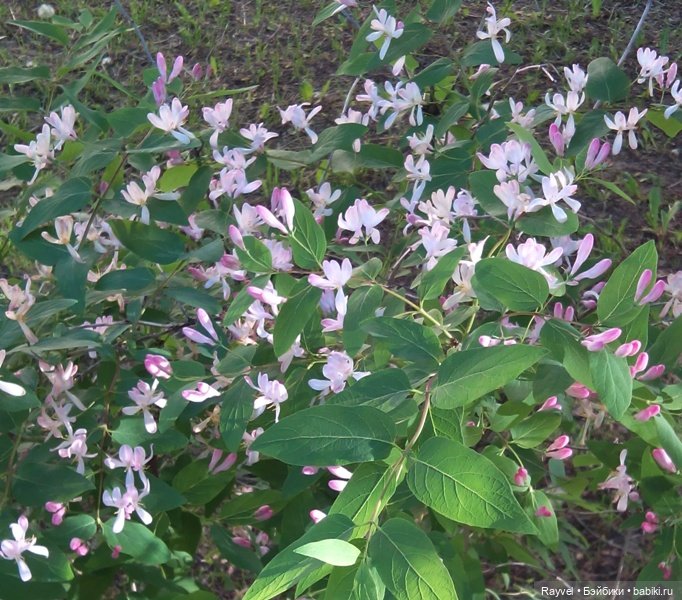 Chabel от FEBER — Винтажные куклы ГДР (Немки): Бигги (фото 9)