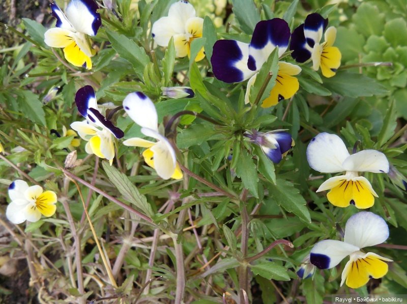 Эля от "Весны" — Российские куклы Весна