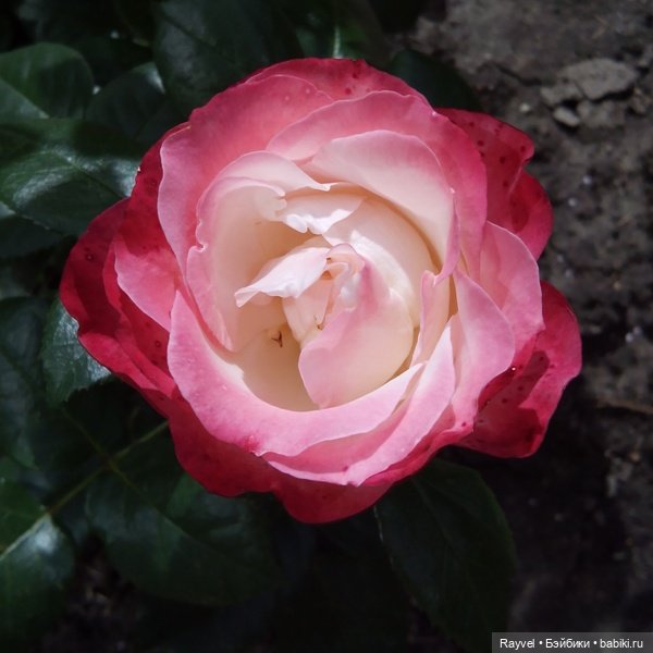 Эля от "Весны" — Российские куклы Весна