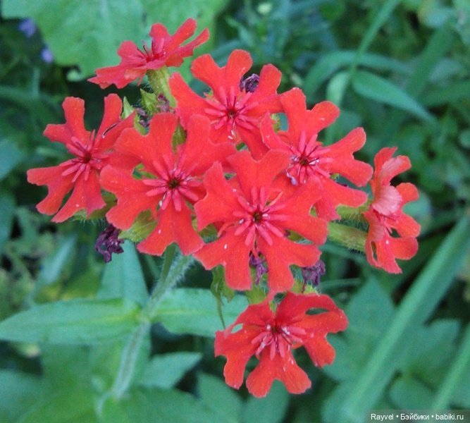 Эля от "Весны" — Российские куклы Весна