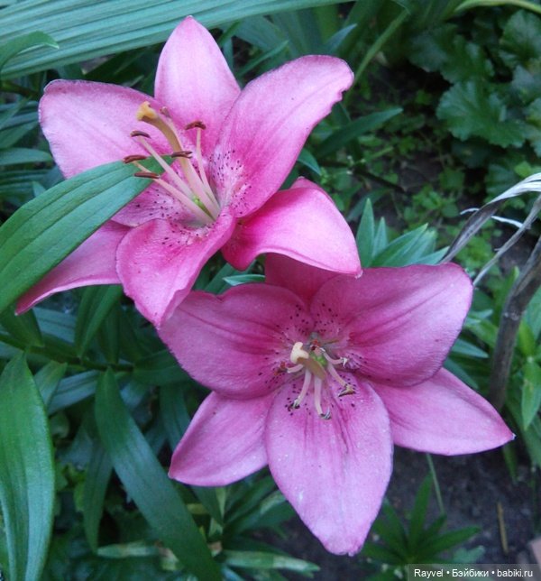 Эля от "Весны" — Российские куклы Весна