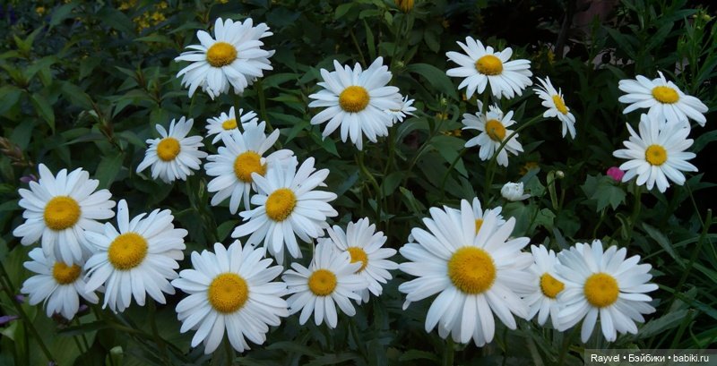 Эля от "Весны" — Российские куклы Весна