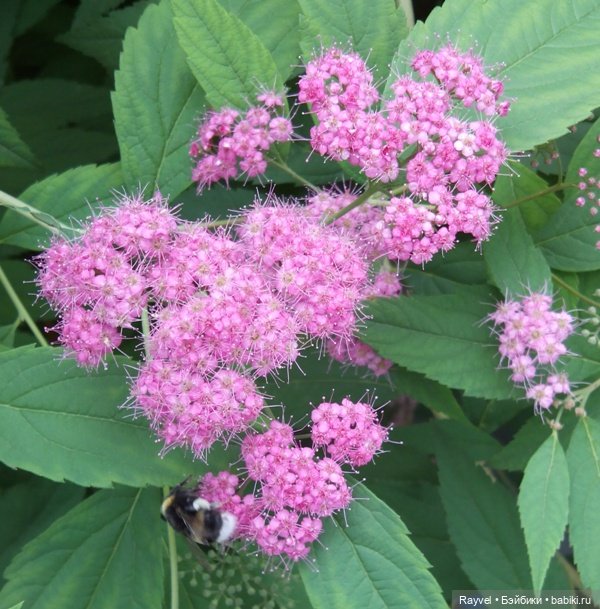 Эля от "Весны" — Российские куклы Весна (фото 9)