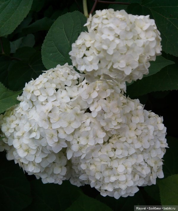 Эля от "Весны" — Российские куклы Весна (фото 4)