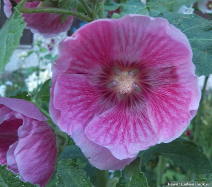 Эля от "Весны" — Российские куклы Весна