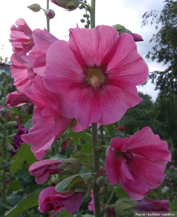 Эля от "Весны" — Российские куклы Весна