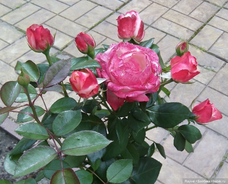 Эля от "Весны" — Российские куклы Весна