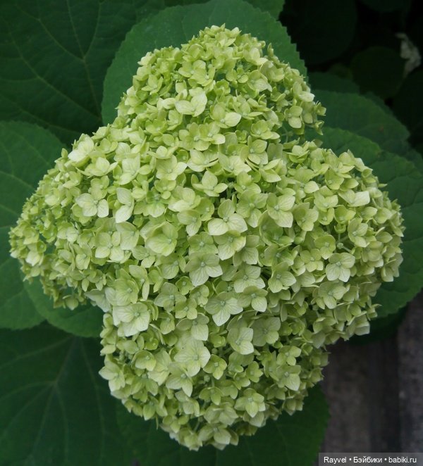 Эля от "Весны" — Российские куклы Весна (фото 6)