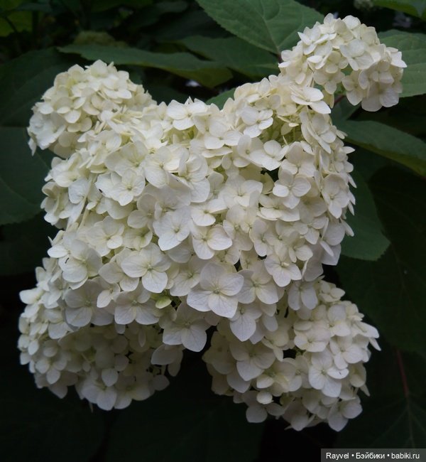 Эля от "Весны" — Российские куклы Весна (фото 3)