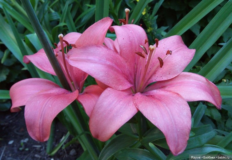 Эля от "Весны" — Российские куклы Весна