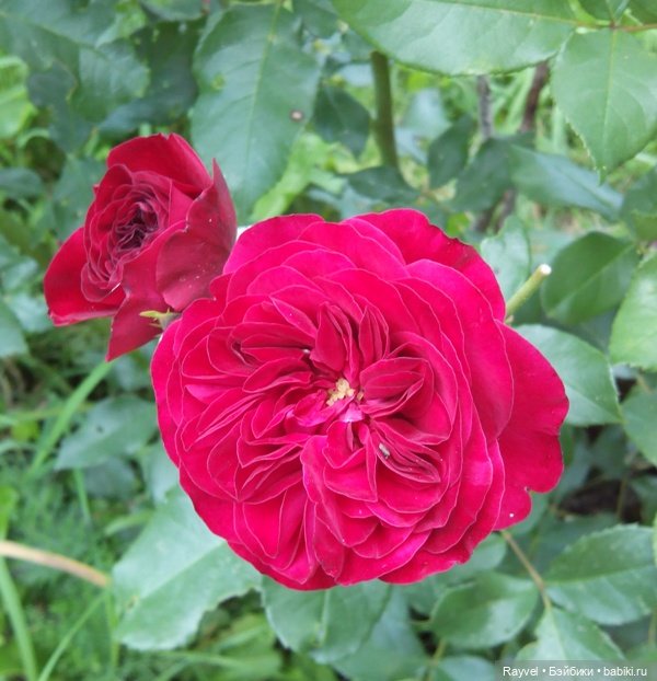 Эля от "Весны" — Российские куклы Весна