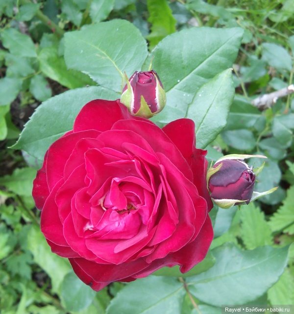 Эля от "Весны" — Российские куклы Весна