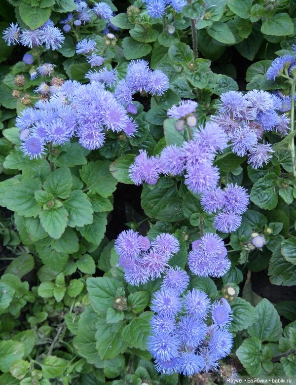 Эля от "Весны" — Российские куклы Весна