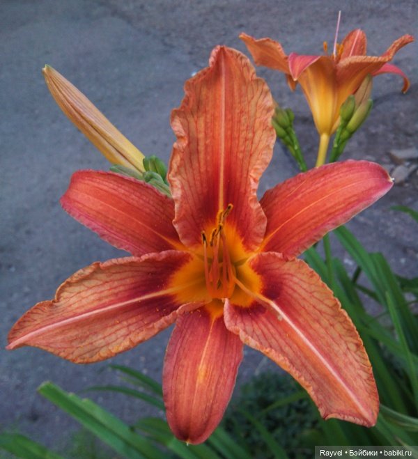 Эля от "Весны" — Российские куклы Весна