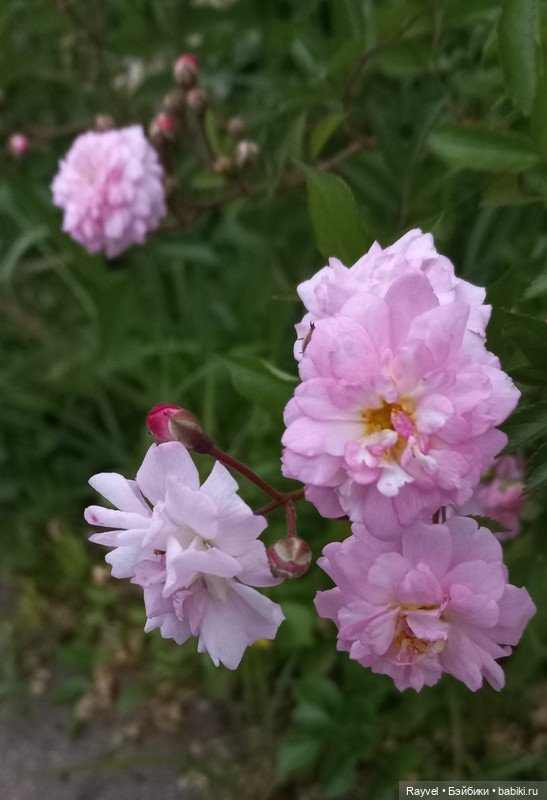 Черри Джелли (Imomodoll) — Азиатские виниловые куклы (разное): Китай (фото 6)