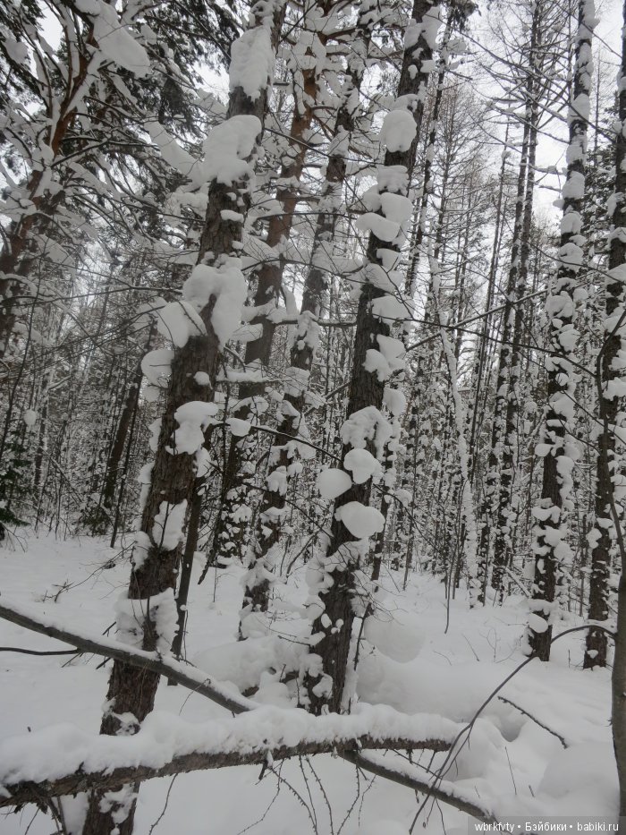 Прогулка Лизы | Бэйбики Прогулка Лизы — Болталка и разговоры обо всем: жизнь (фото 3)