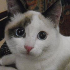 Моя красавица