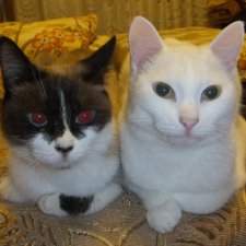 Набор кружек "Котики"