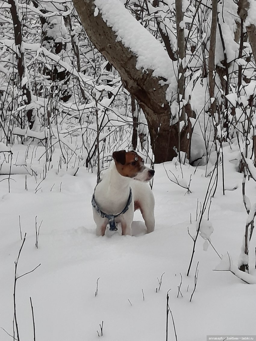 И отправила мать Марсельку за ёлкой (фото 3)