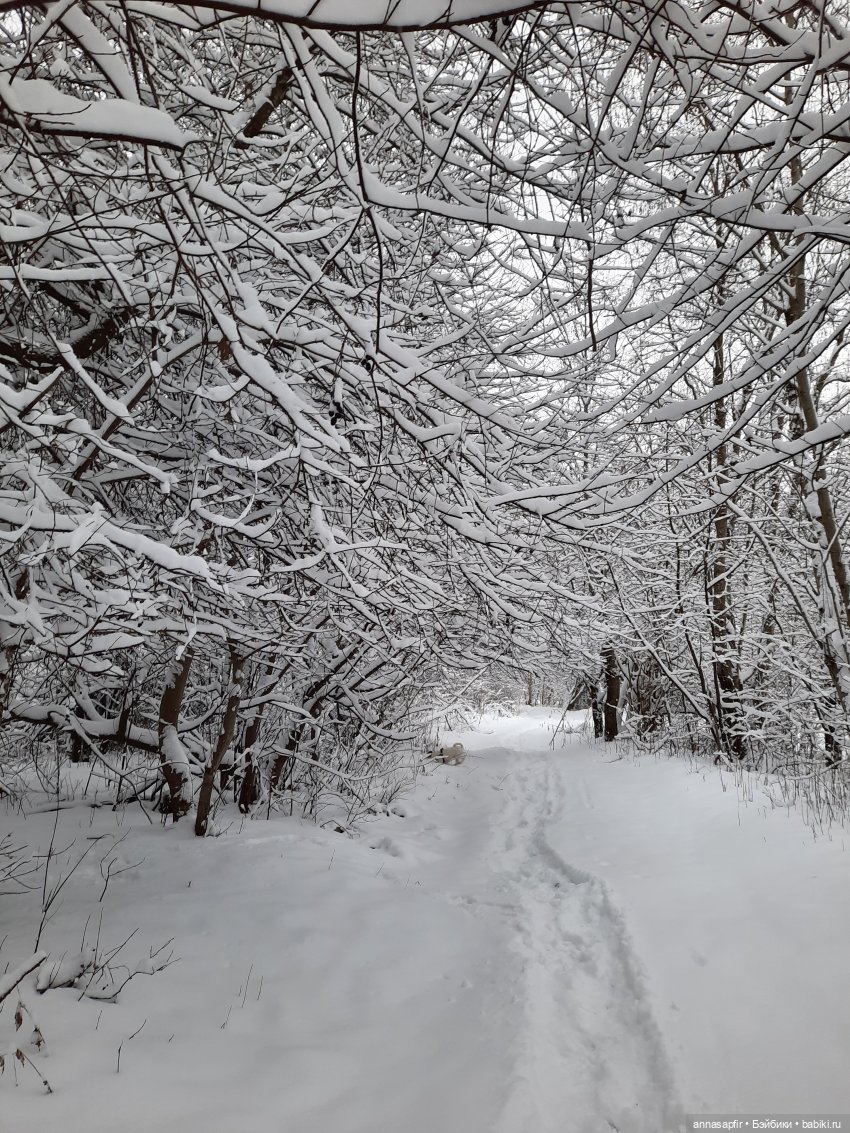 И отправила мать Марсельку за ёлкой (фото 2)