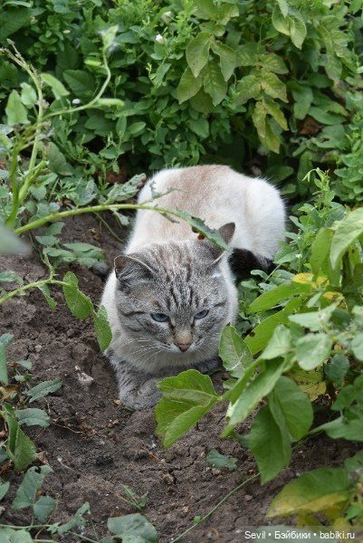 Айка и усатые Осенние цветы (фото 4)