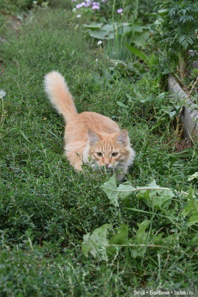 Айка и усатые Осенние цветы (фото 8)