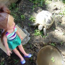 Церяня, Ванесса и черепаха Павлик