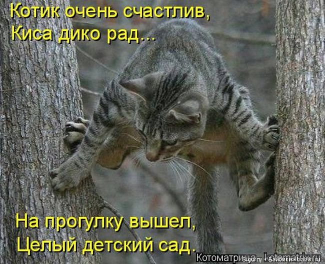 Сегодня Всемирный День кошек (фото 8)