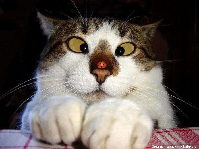 Сегодня Всемирный День кошек