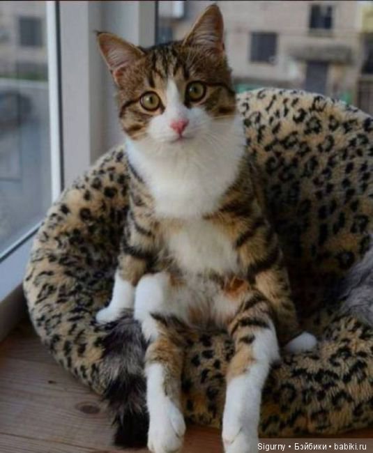 Сегодня Всемирный День кошек (фото 4)