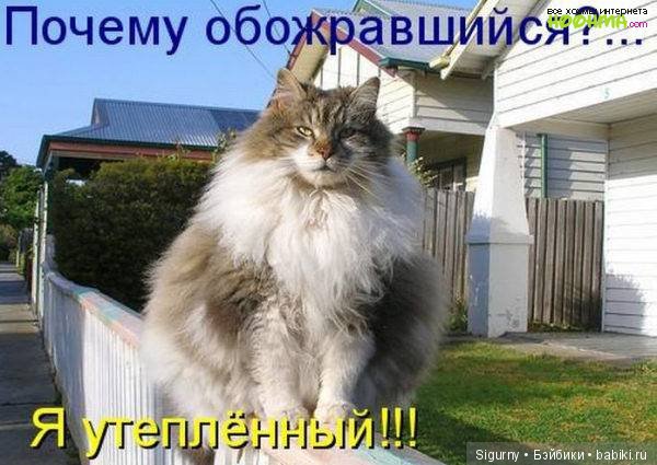 Сегодня Всемирный День кошек (фото 7)