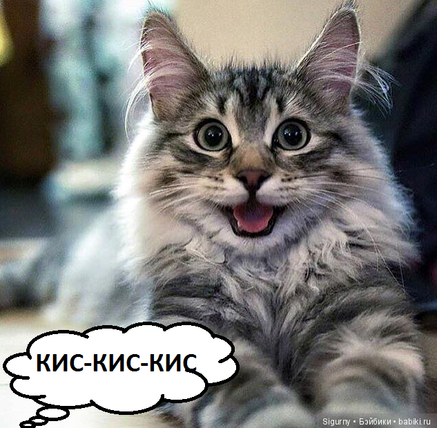 Сегодня Всемирный День кошек (фото 10)