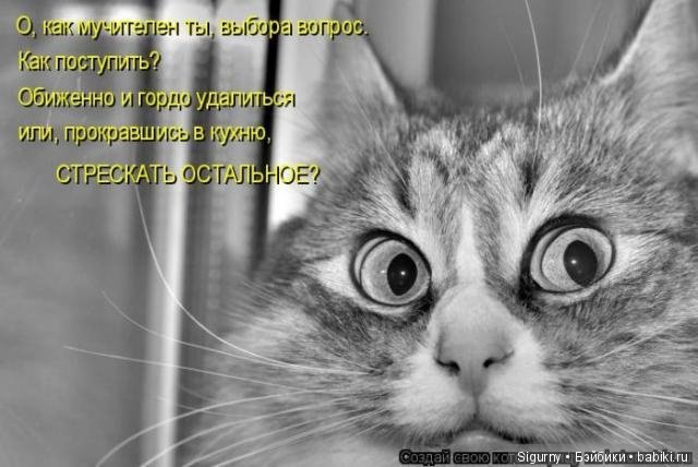 Сегодня Всемирный День кошек (фото 6)