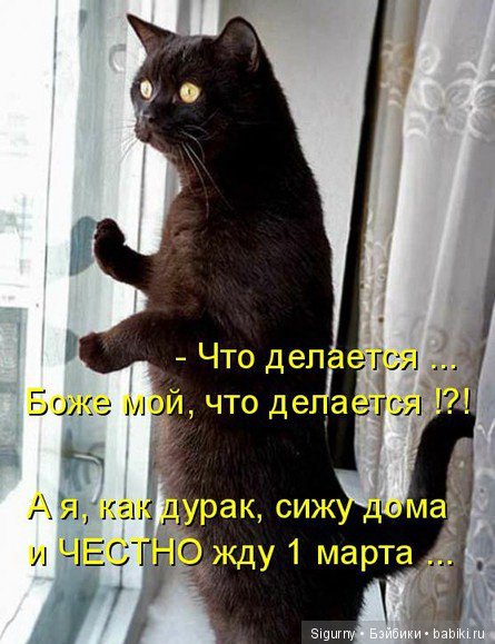 Сегодня Всемирный День кошек (фото 9)