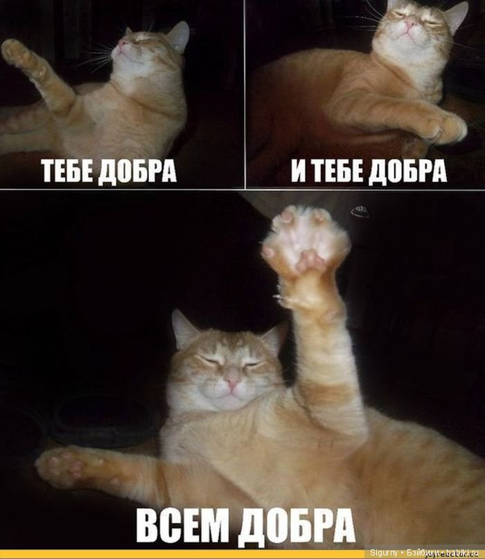 Сегодня Всемирный День кошек