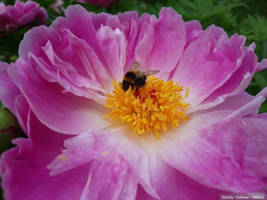 Ида в сказочном саду — Азиатские виниловые куклы (разное): Китай